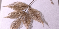 Jenine Shereos / Leaf